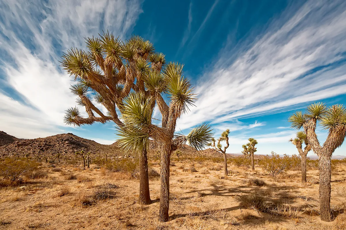 Joshua Tree